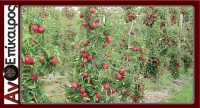 Ενίσχυση παραγωγών μήλου 300 ευρώ/στρέμμα αρχικά στην Αγιά Λάρισας